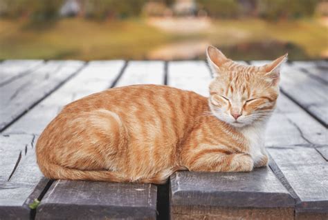 orange tabby cat life expectancy.